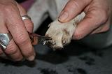 GRIFFES - JACK RUSSEL 062